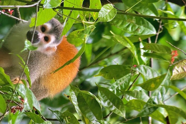 Manuel Antonio National Park Guided Tour: Wildlife, Beaches & Forest Trails photo 5