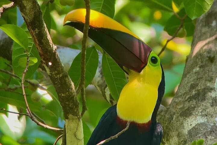 Manuel Antonio National Park Guided Tour: Wildlife, Beaches & Forest Trails photo 6