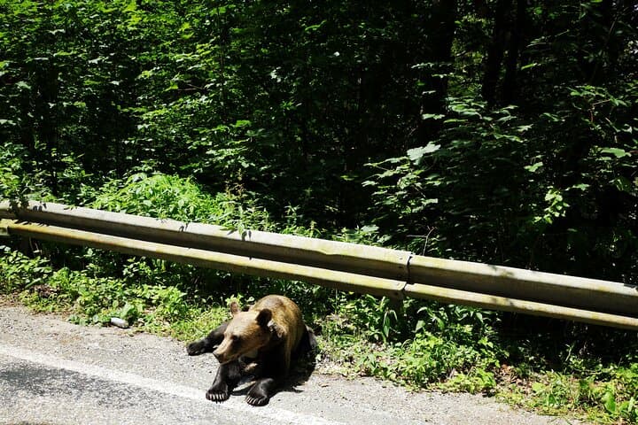 Drive the Transfăgărășan to Bâlea Lake — Private Day Tour from Bucharest photo 5