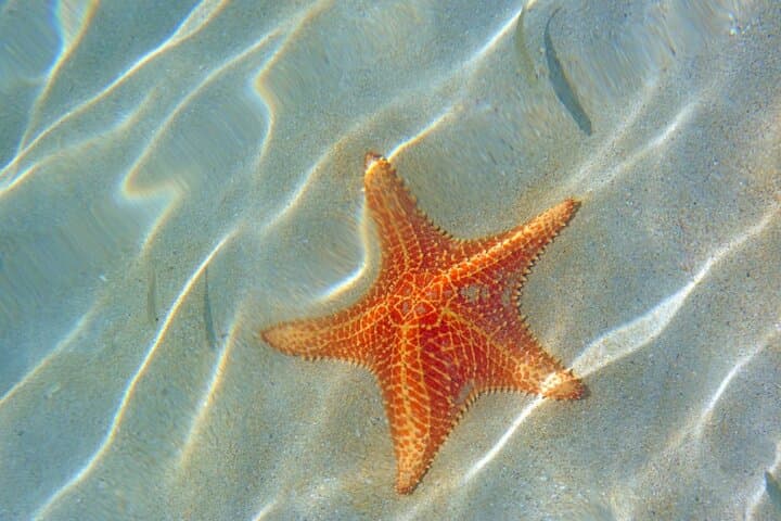 Saona Island Day Trip: Speedboat to Pristine Beaches & Natural Pool photo 2