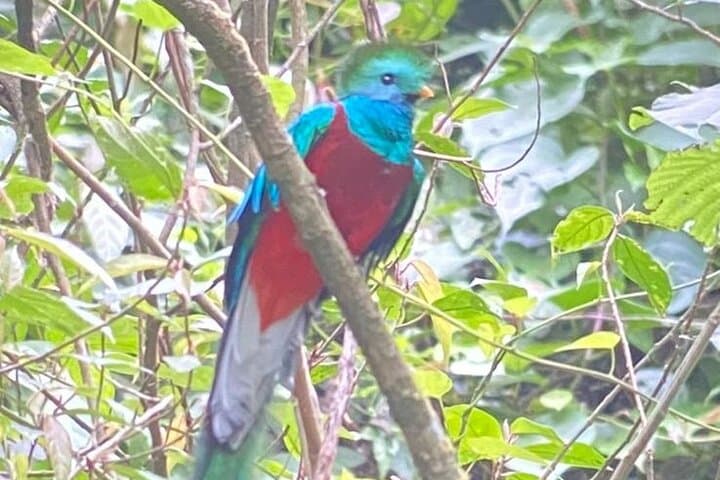 Live Atitlan: 3-Day Hiking and Quetzal-Watching Tour on Lake Atitlan photo 4