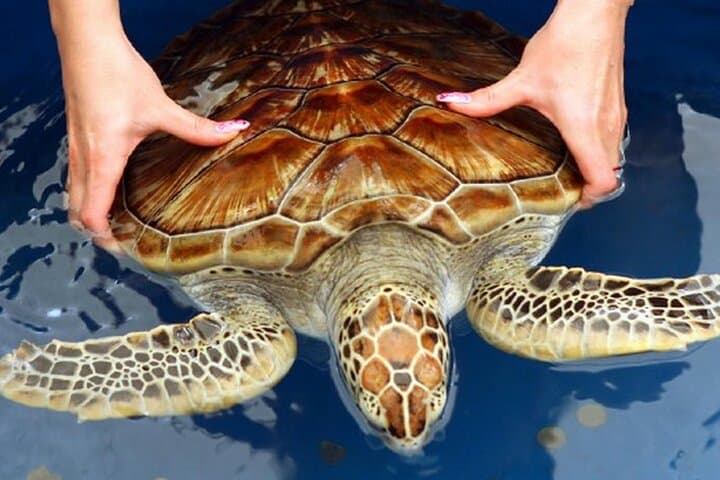 Bentota Coastal Escape: Beaches, Madu River Safari & Turtle Hatchery Day Trip
