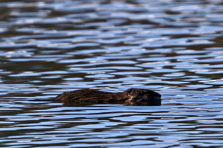 Sunset Wildlife & Iconic Sights: Private Grand Teton Sunset Tour from Jackson Hole photo 5