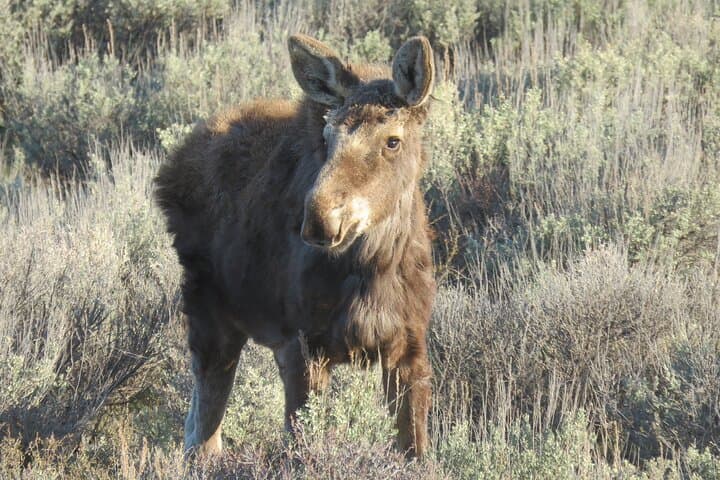 Grand Teton Sunrise Wildlife Tour from Jackson Hole photo 4