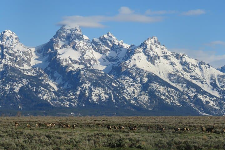 Grand Teton Sunrise Wildlife Tour from Jackson Hole photo 5