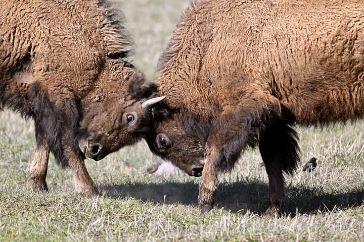 Explore Yellowstone National Park’s Lower Loop: Full-Day Guided Tour from West Yellowstone