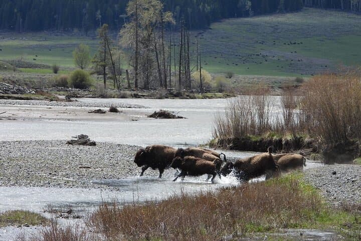 Explore Yellowstone National Park’s Lower Loop: Full-Day Guided Tour from West Yellowstone photo 6