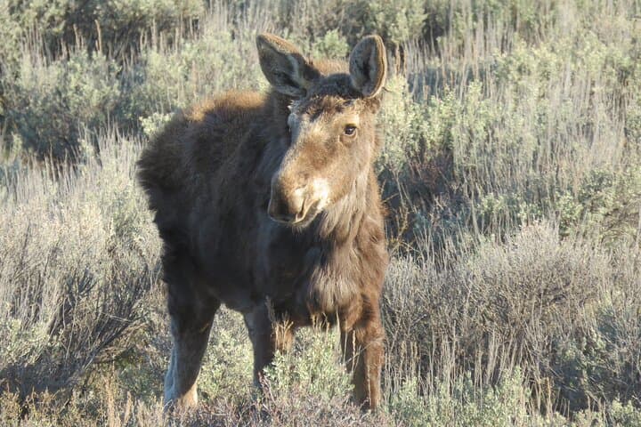Grand Teton Sunrise Wildlife Tour from Jackson Hole — Antelope Flats to Jenny Lake