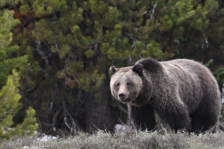 Grand Teton Sunrise Wildlife Tour from Jackson Hole