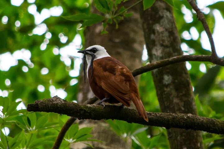 Monteverde Cloud Forest Birdwatching — Private 4-Hour Guided Walk photo 3