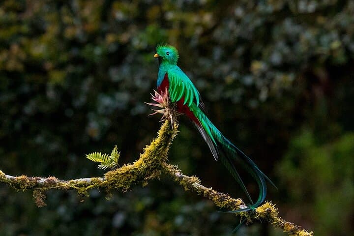 Monteverde Cloud Forest Birdwatching — Private 4-Hour Guided Walk