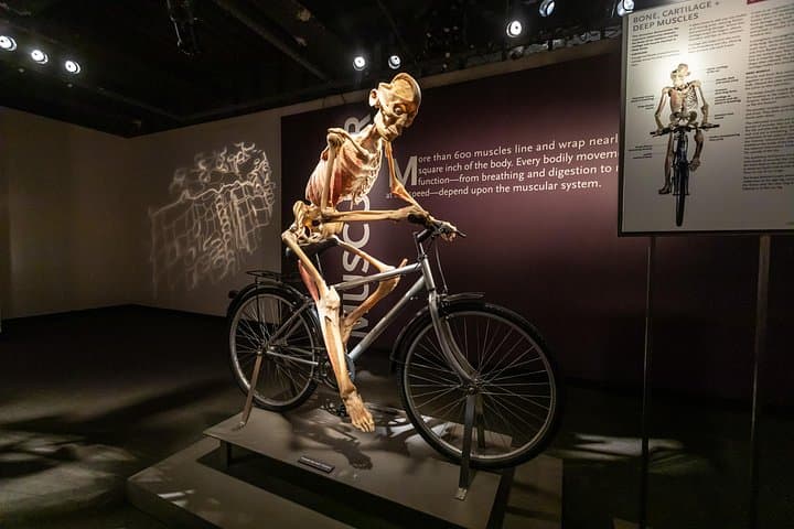 Inside Bodies The Exhibition at Luxor Las Vegas — Anatomy Exhibit Visitor Guide photo 3