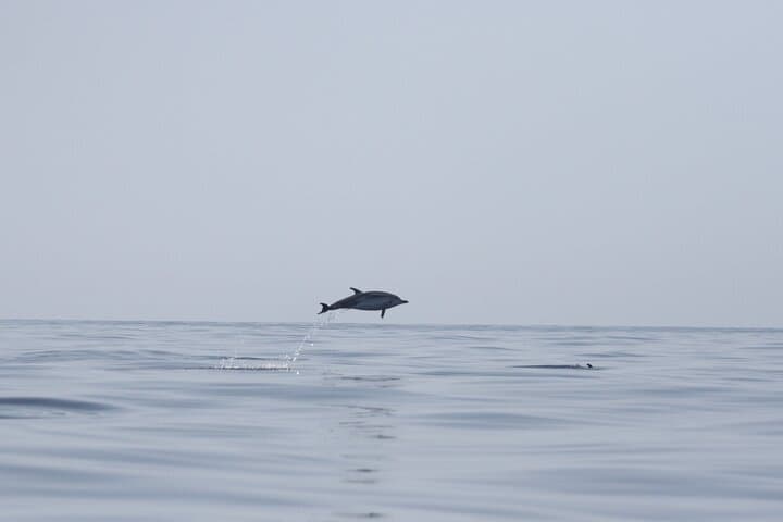 Dolphin Watching in Faro: Ria Formosa Boat Tour from Doca de Faro