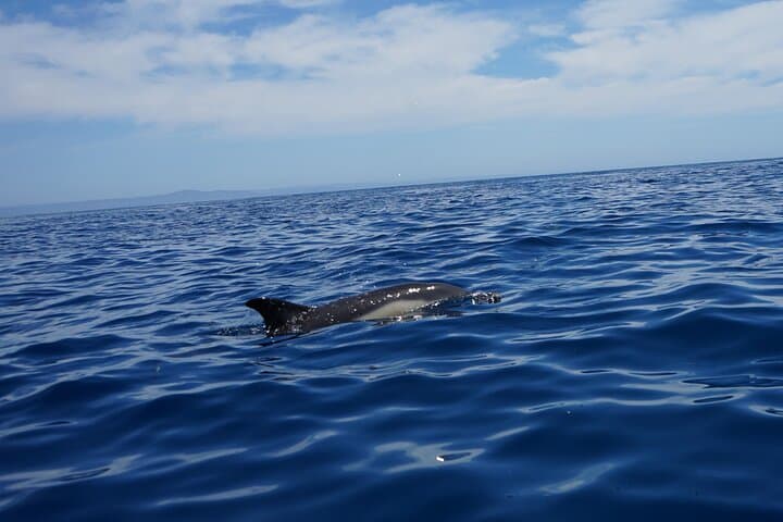 Dolphin Watching in Faro: Ria Formosa Boat Tour from Doca de Faro photo 6