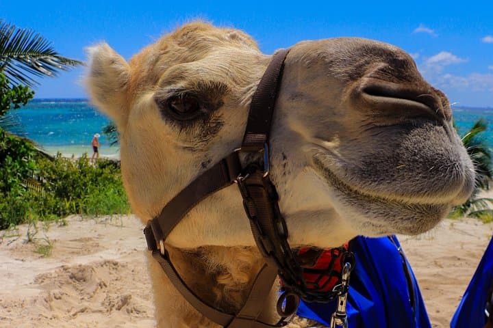 Camel Expedition on Maroma Beach — Riviera Maya Camel Ride & Beach Club photo 3