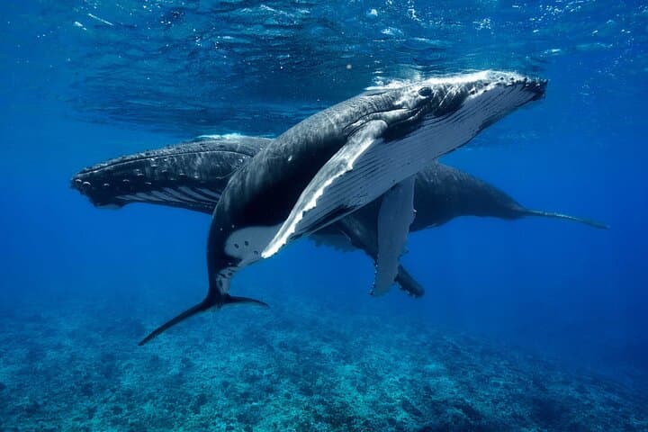 Moorea Whale Swim: Small-Group Humpback Watching & Snorkel Tour photo 2