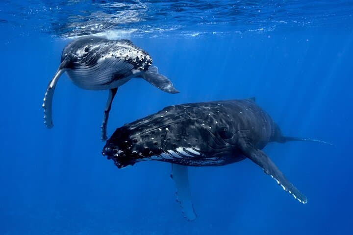 Moorea Whale Swim: Small-Group Humpback Watching & Snorkel Tour photo 3