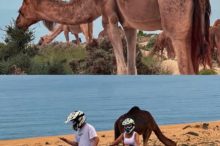 Timlalin Dunes Camel Ride: Sunset Trek with Mint Tea from Agadir photo 2