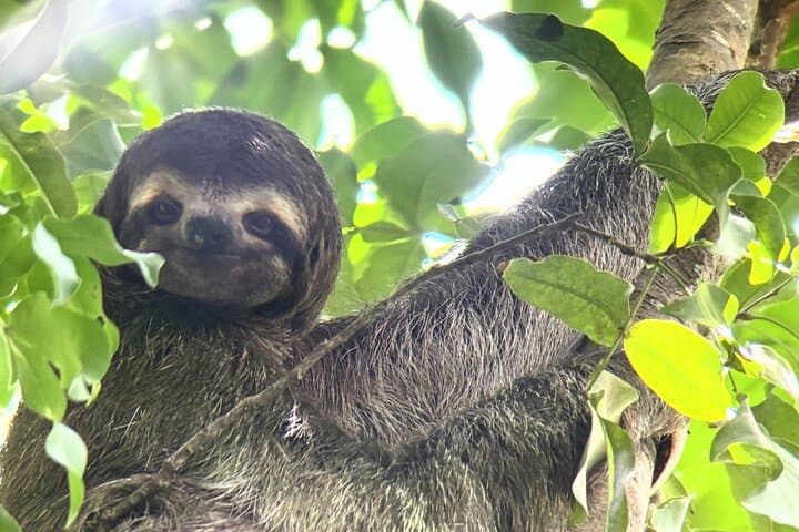 Customized Nature Walk in Manuel Antonio National Park — Sloths, Monkeys & Beach Time