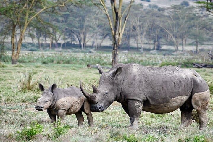Masai Mara and Lake Nakuru: 4-Day Big Five Safari from Nairobi photo 1