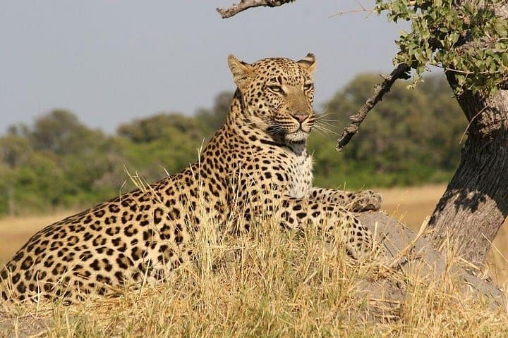 Masai Mara and Lake Nakuru: 4-Day Big Five Safari from Nairobi photo 3