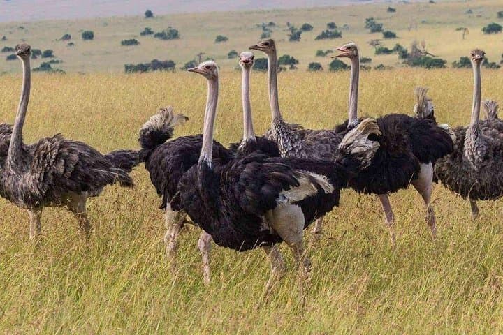 Masai Mara and Lake Nakuru: 4-Day Big Five Safari from Nairobi photo 4