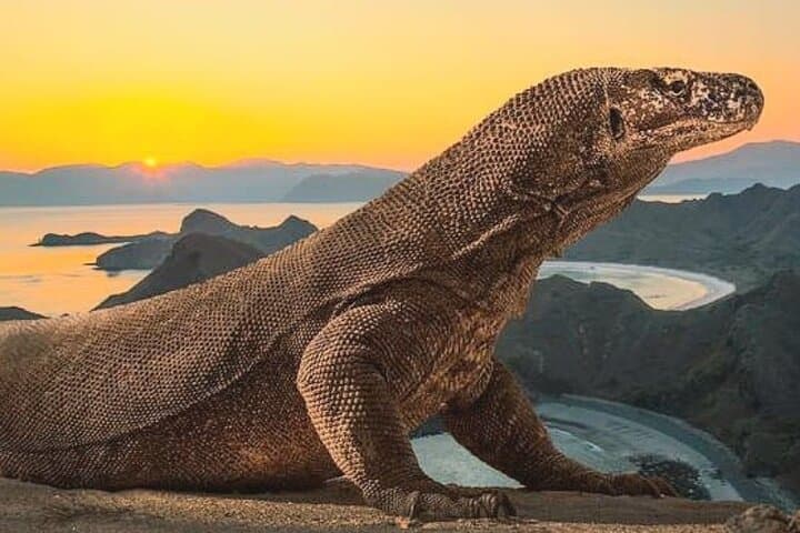 Komodo Island 2-Day Adventure: Dragons, Pink Beach & Manta Snorkel from Bali