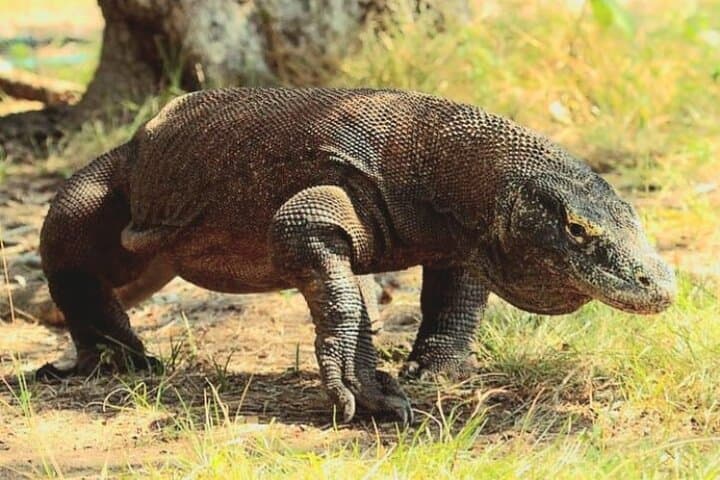 Komodo Island 2-Day Adventure: Dragons, Pink Beach & Manta Snorkel from Bali photo 2