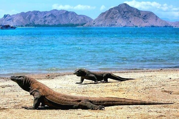 Komodo Island 2-Day Adventure: Dragons, Pink Beach & Manta Snorkel from Bali photo 3