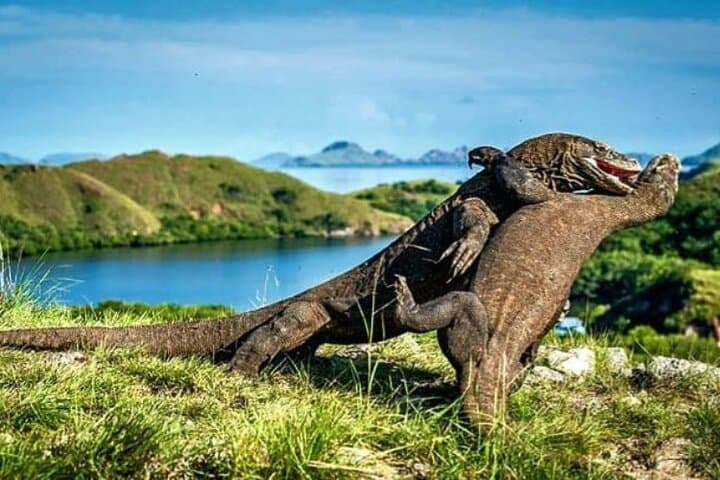 Komodo Island 2-Day Adventure: Dragons, Pink Beach & Manta Snorkel from Bali photo 4
