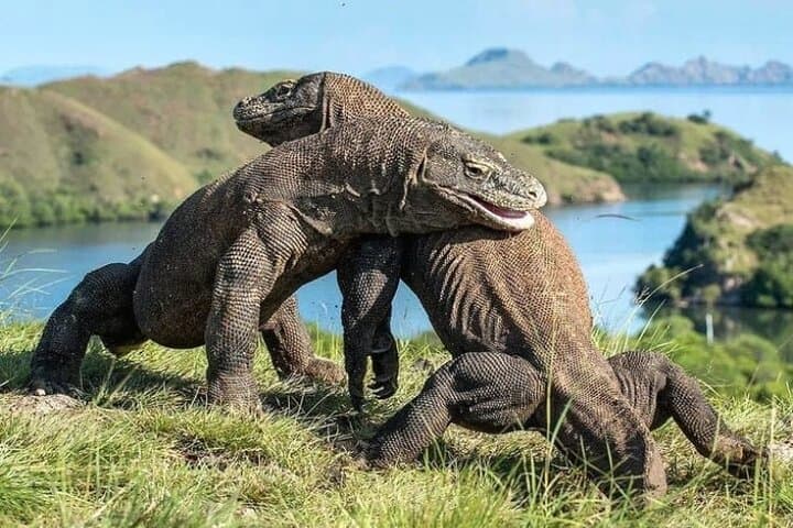 Komodo Island 2-Day Adventure: Dragons, Pink Beach & Manta Snorkel from Bali photo 5