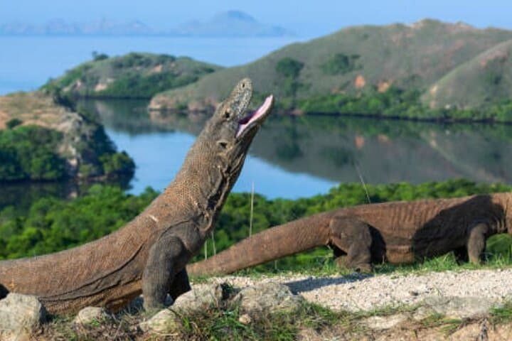 Komodo Island 2-Day Adventure: Dragons, Pink Beach & Manta Snorkel from Bali photo 6