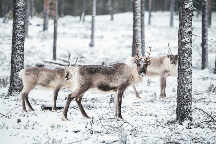 Wild Reindeer Snowmobile Safari and Glass Igloo Lunch in Rovaniemi photo 3