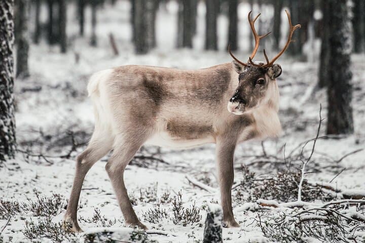 Wild Reindeer Snowmobile Safari and Glass Igloo Lunch in Rovaniemi photo 1
