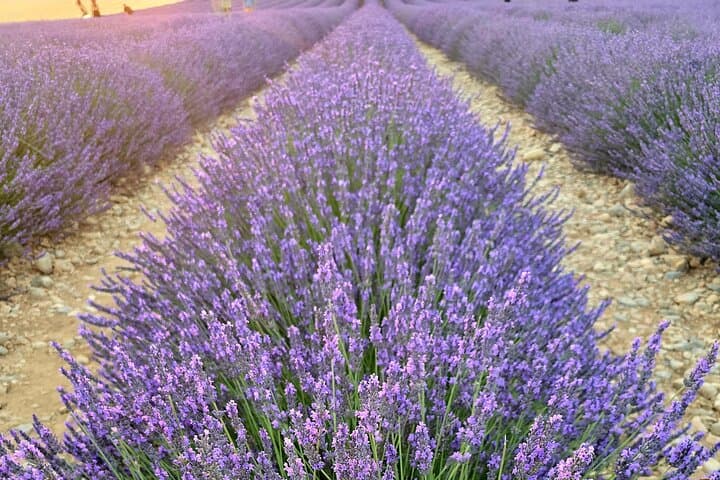 Private Tour: Verdon Gorges & Valensole Lavender Fields Day Trip from Nice