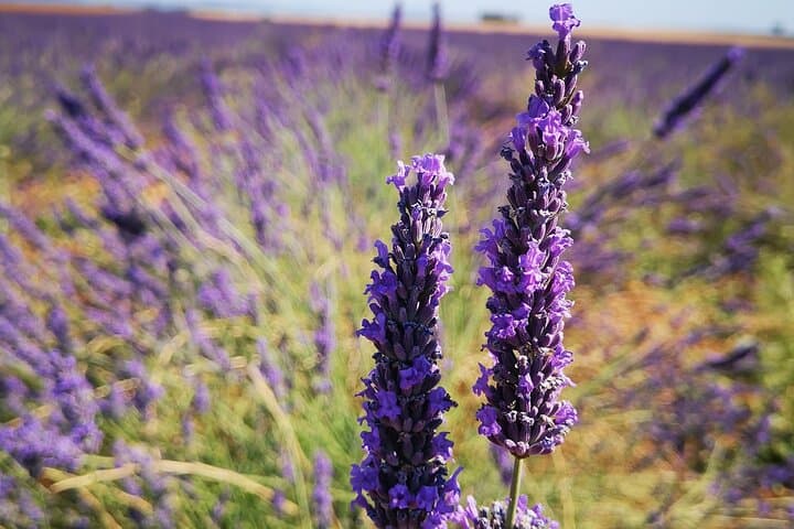 Private Tour: Verdon Gorges & Valensole Lavender Fields Day Trip from Nice photo 2