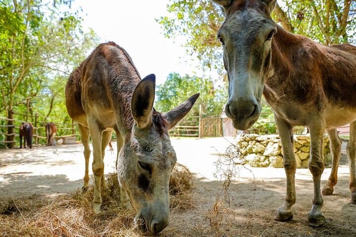 Punta Cana Scape Park: Family Zipline, Cenote Swim & Monkey Encounter photo 4