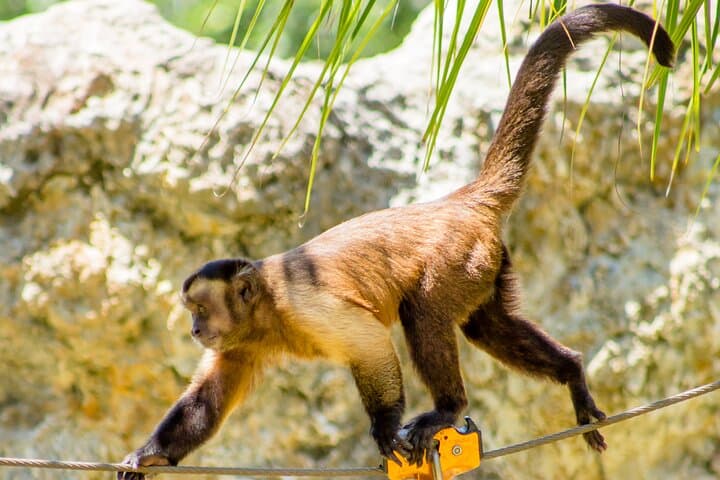 Punta Cana Scape Park: Family Zipline, Cenote Swim & Monkey Encounter photo 2