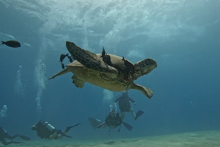 Try Scuba Diving at Electric Beach, Oahu — Kahe Point Intro Dive with Photos photo 5