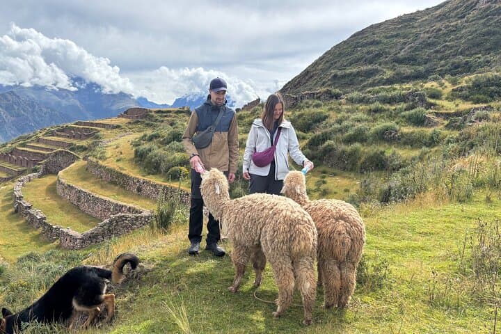 Alpaca Walk Over the Sacred Valley: Machuqolqa Alpaca Trek from Cusco photo 5