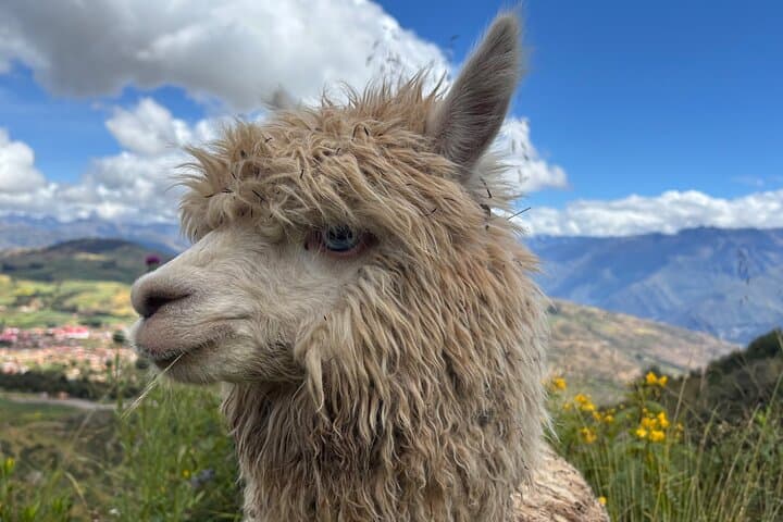 Alpaca Walk Over the Sacred Valley: Machuqolqa Alpaca Trek from Cusco photo 6