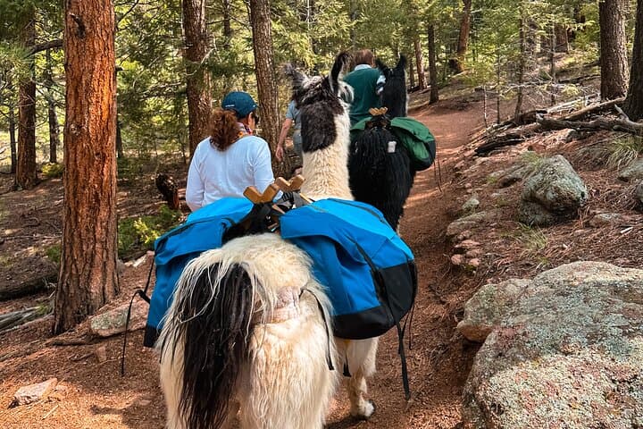 Llama Lunch in Staunton State Park — Guided 3‑Mile Picnic Hike with Llamas photo 6