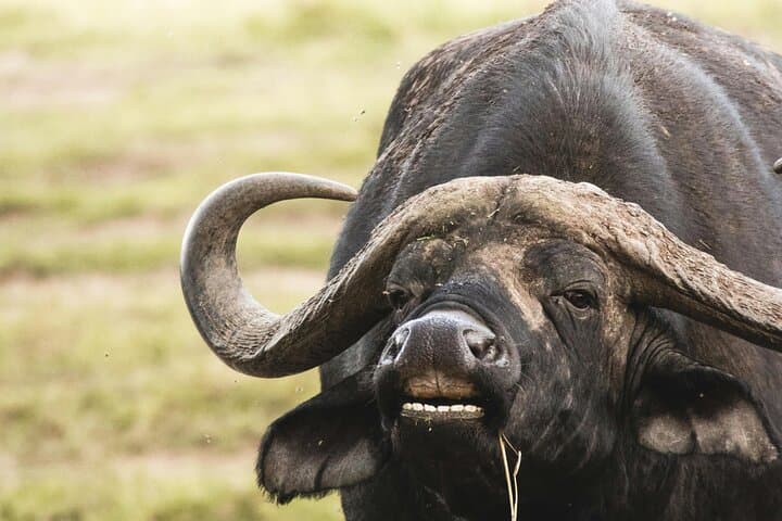 2-Day Zambezi Rafting, Rhino Walk & Chobe Safari from Livingstone photo 5