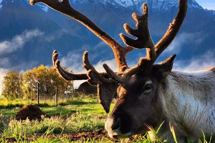 Hatcher Pass Reindeer Adventure from Anchorage — Feed Reindeer & Alpine Views