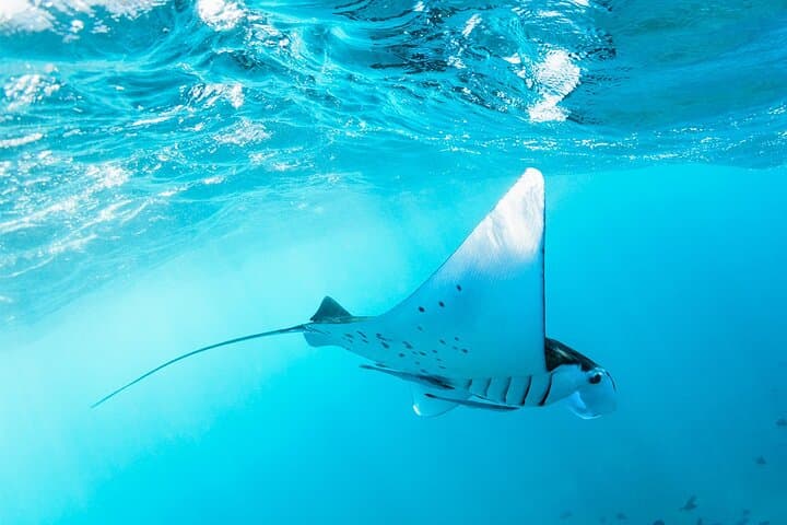 Snorkel with Manta Rays at Nusa Penida: Manta Point & Manta Bay Adventure