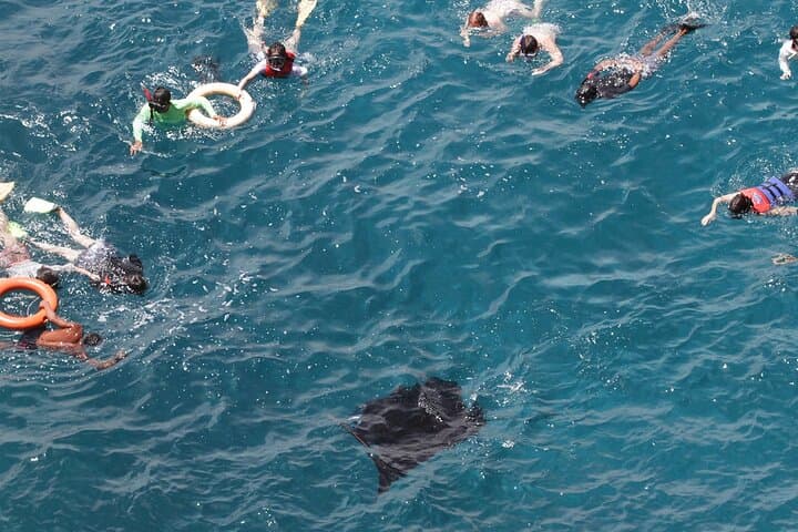 Snorkel with Manta Rays at Manta Point & Gamat Bay, Nusa Penida photo 4