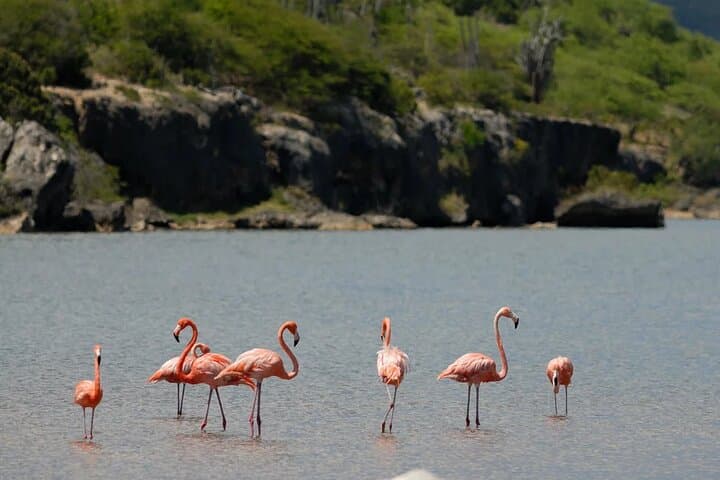 Bonaire North Side Discovery Tour: 1000 Steps, Flamingos & Rincon photo 3