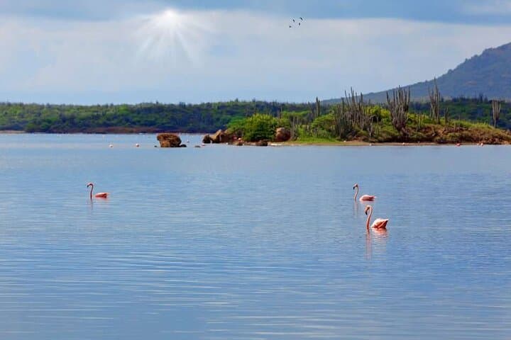 Bonaire North Side Discovery Tour: 1000 Steps, Flamingos & Rincon photo 4