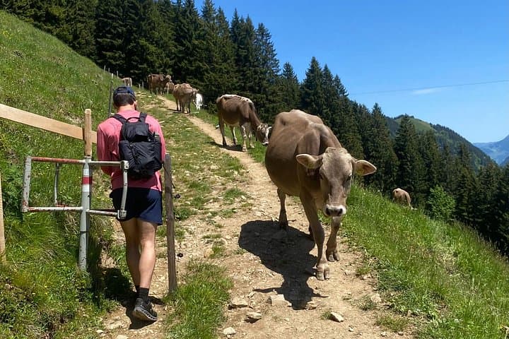 Private Swiss Alps Hike with Local Mountaineer on Pilatus & Stanserhorn photo 2