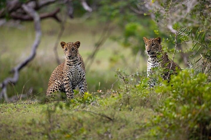 Yala Block 5 & 6 Safari — Lunugamwehera & Weheragala Leopard and Elephant Tour
